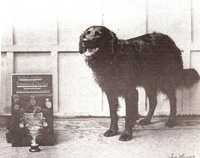 Swansea Jack, il cane eroe che ha dato il soprannome allo Swansea